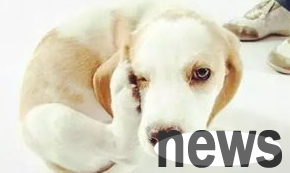 Is eczema a skin disease in dogs?