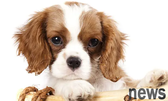 If a dog doesn’t take medicine, how should he feed the dog a pill?