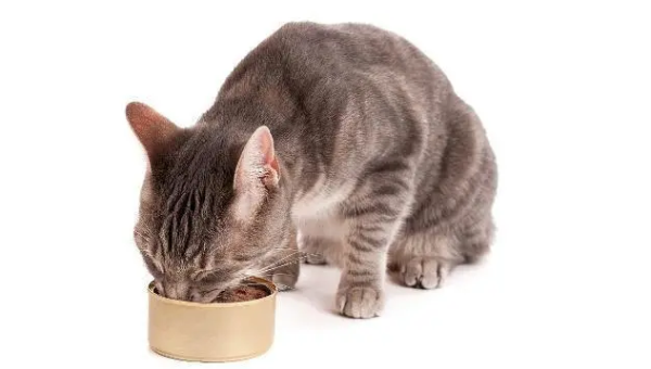 How to cultivate good eating habits for cats? How to make cats eat regularly?