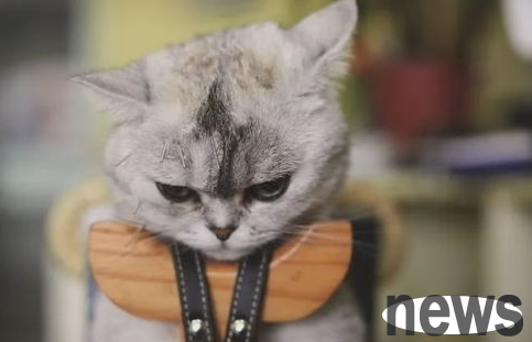 The application of acupuncture in cat clinical practice, the magical effects of cat acupuncture!