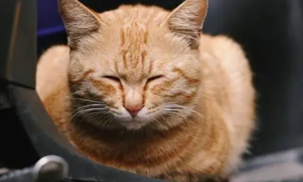 What to do if cats are sick? How to overcome motion sickness in cats.