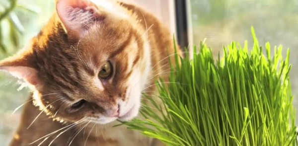 Why do you want to eat cat grass? What is the scientific basis for giving cat grass?