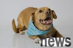 How many joint problems are there in dogs? How to care for dog joint diseases?