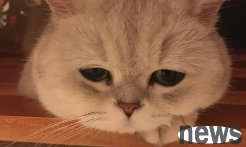 How to take care of pet gastrointestinal care?
