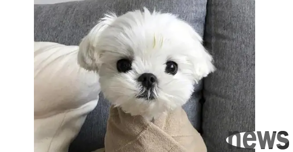 How to protect dog s meat mats? What is the function of a dog s feet