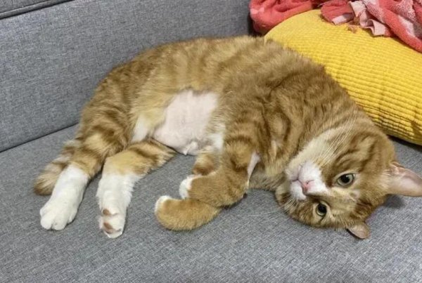 Can cats also get fatty liver? What are the symptoms of fatty liver?