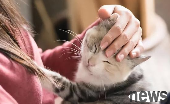 Do cats have to go to the hospital if they vomit? Teach you how to diagnose cat vomiting