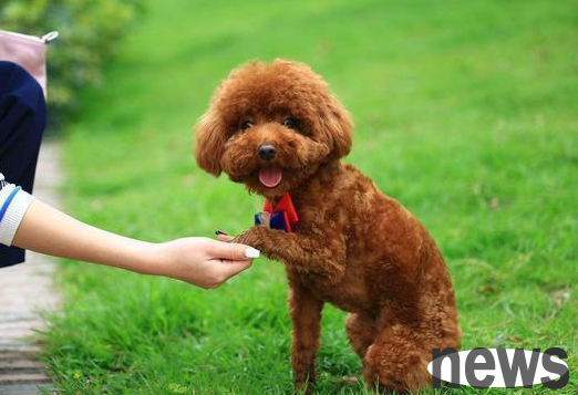 How to get an injection for a dog? Dog injection instructions