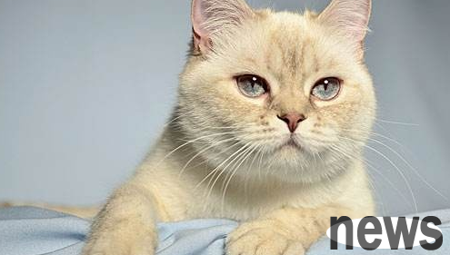 What are the advantages and disadvantages of feeding cats with raw bones and flesh? Why not take a look