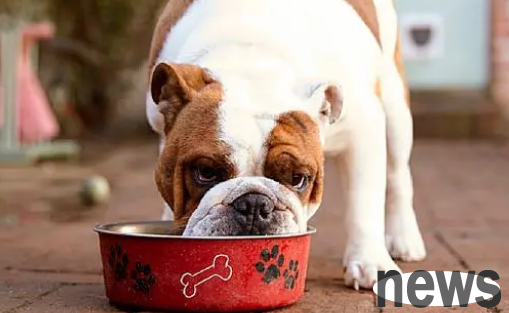 What are the causes of pet food allergies? How to solve it?