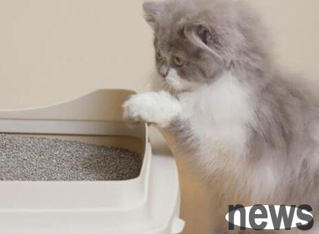 What should I do if I just keep a cat and don’t poop?
