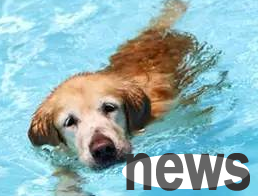 How to perform functional exercise after a fracture surgery for a dog? Come and get it