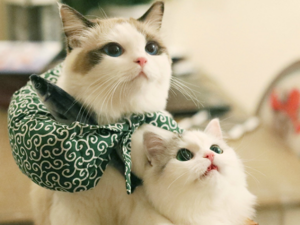 How many of the 11 taboos for newbies to raise cats?
