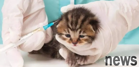 Cat vaccines started in a few months