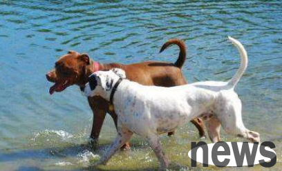Basic knowledge of dog estrus mating
