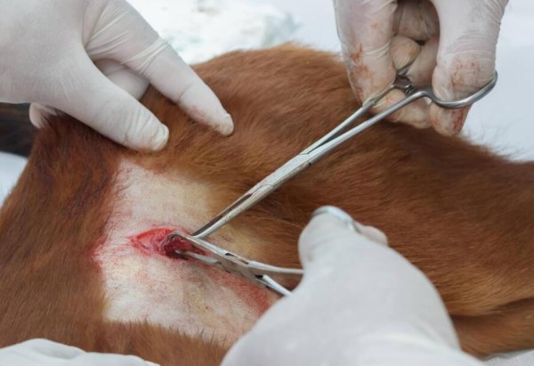 Do not miss the age of dogs being sterilized