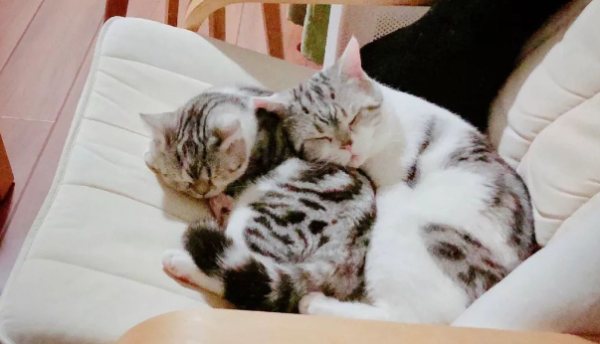 Is 100 a month enough to keep a cat? Look at this ~