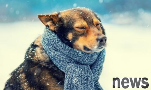 How to care for dogs in winter?