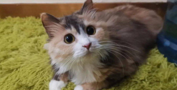 How to feed Chinese pastoral cats? Newbie must know