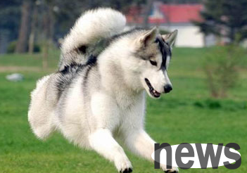 How to train a dog if it runs away as soon as it goes out?