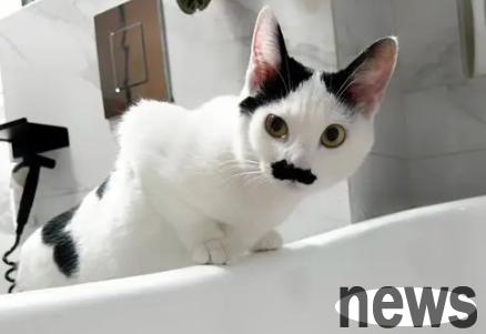 Why do cats like to watch people wash their faces? Let me tell you in one article!