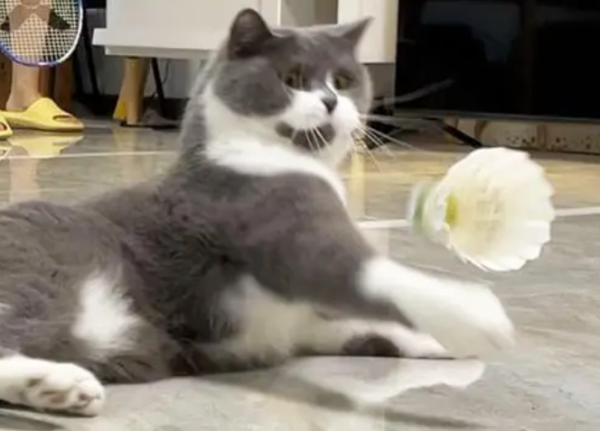 Why do cats like badminton? Come here to have a look