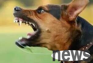 How to train a dog to warn strangers?