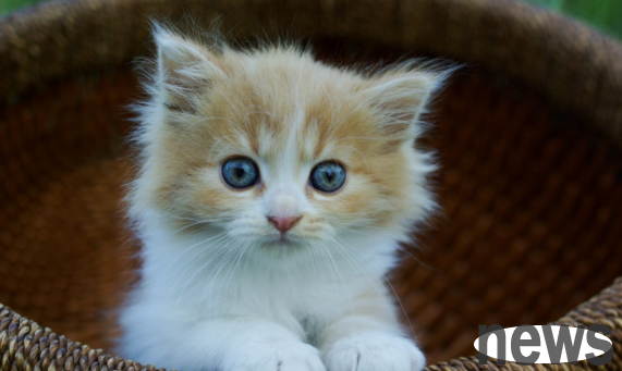 What cat is cheap, easy to raise and cute? It mainly depends on how to raise it!