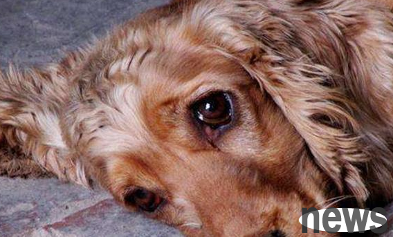 Why do dogs cry sometimes? Can dogs cry like humans?