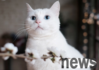How to let your cat know you like it? If you don’t know, come and have a look!