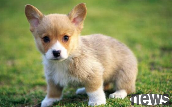 What could be the cause of the dog s eyes?