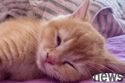 What s wrong with cats purring? Come here~