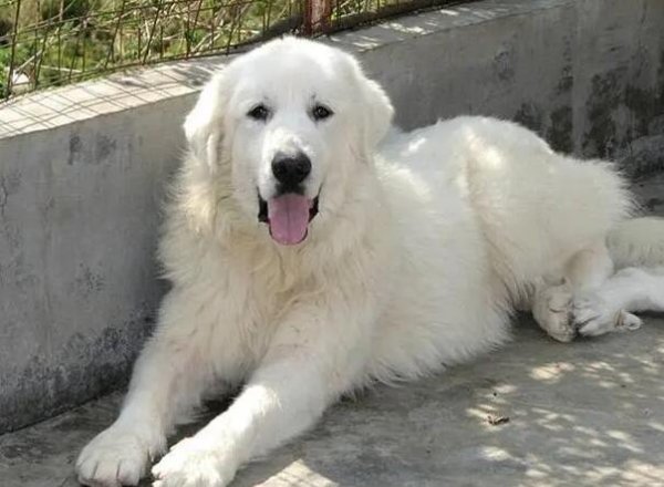 A large domestic dog?