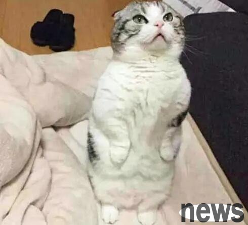 Cats walk lame but can run and jump, what s going on?