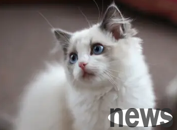 Tips on pet raising: Why do cats often like to catch trees?