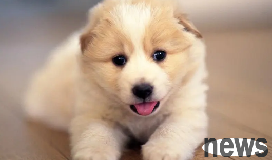 What are the main symptoms of puppies’ calcium deficiency? What puppies must supplement vitamin D?