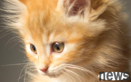 The shoveler needs to know, do cats need to cook chicken livers?