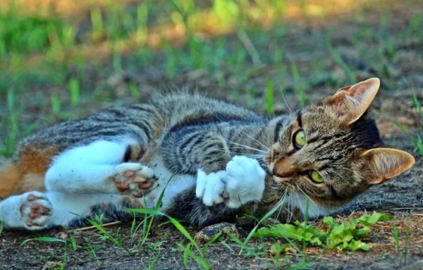 Why do wild cats jump onto humans? This is the reason?