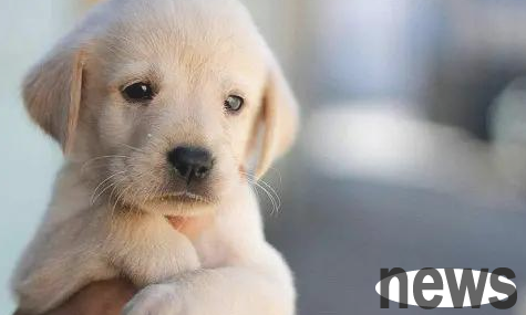 What should I do if my dog has indigestion and doesn’t want to eat? Let s take a look together