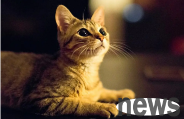 Can cats eat sugarcane? This article has an answer!