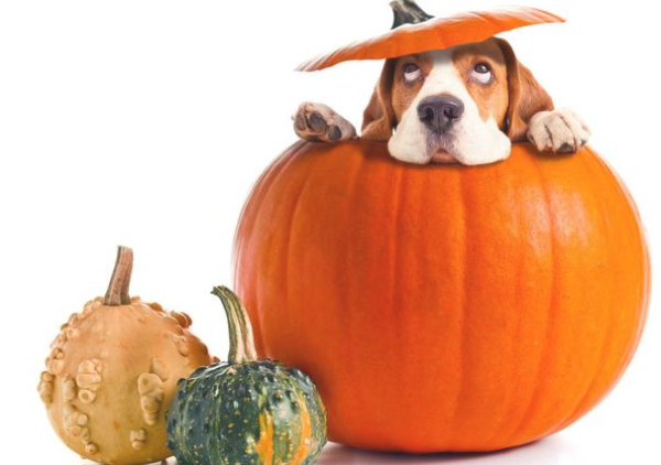 In addition to feeding dog food, it is recommended to give dogs more vegetables to eat more of these types of vegetables, so that their nutritional value is more balanced.
