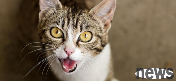 Very strange? Why do cats yell at five or six in the morning?