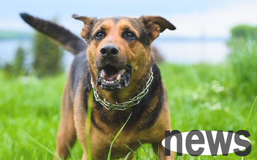 Pay attention, doing these 7 things is very easy to annoy dogs, so remember the anti-bite guide
