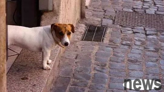It is best to stay at the gate for more than ten minutes when walking your dog in winter, otherwise it will cause a sub-acute reaction to the puppy!
