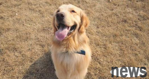 Several common misconceptions about punishing puppies, are you still doing that?