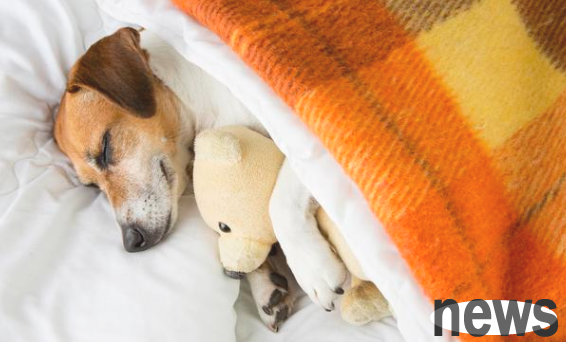 Why do dogs keep sleeping at night? Related to these six reasons