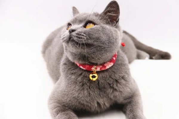 Planning to wear a bell for the cat? We suggest you decide after reading this article!