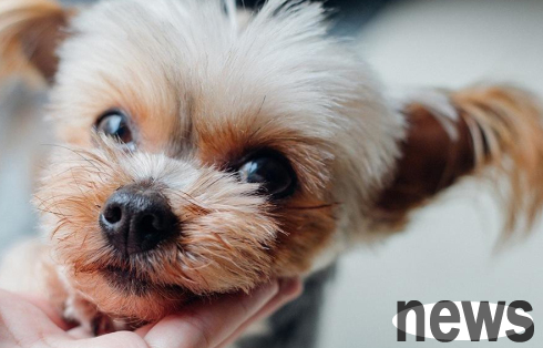 Is it harmful to dogs to eat watermelon cream? Can dogs eat watermelon cream?
