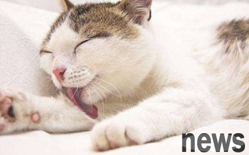 What to do if a cat catches a cold? These methods must be kept in mind!