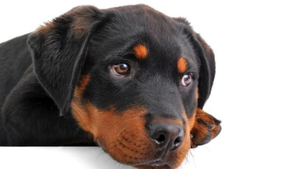 I have heard of many reasons for abandoning dogs that hurt you?